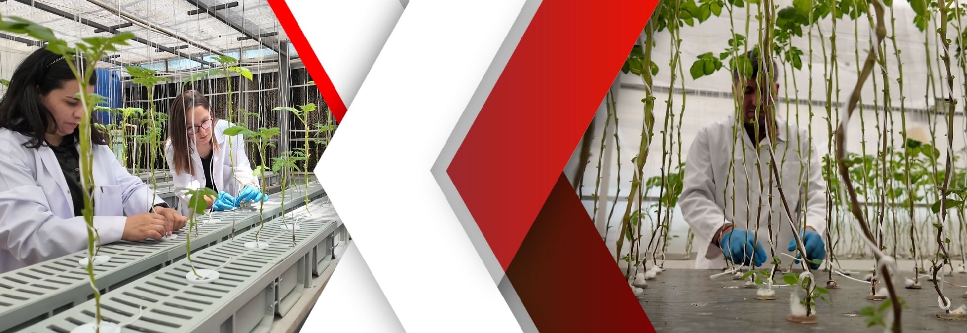 Smart Greenhouses Are Shaping the Future of Agriculture